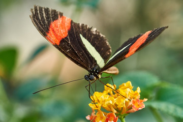 Butterfly on a Flower