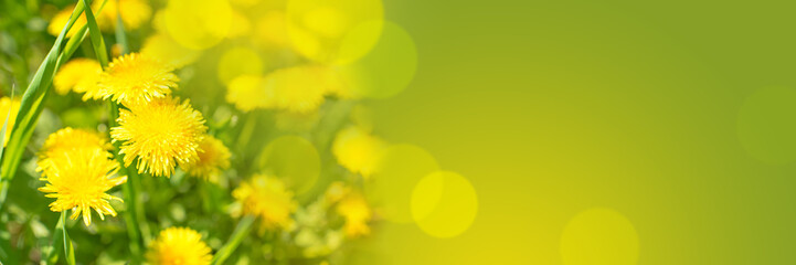 Spring or summer background, Sunny day with flowers and grass. Yellow flowers of dandelions