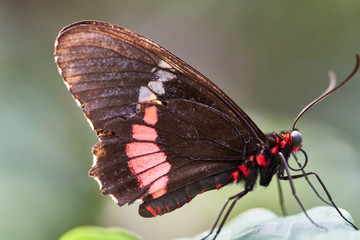 Fototapeta na wymiar Butterfly on a Flower