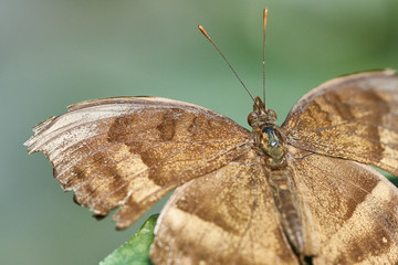 Butterfly on a Flower