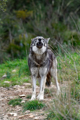 heulender Wolf (Canis lupus) - howling wolf