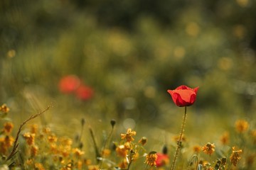 Fototapeta premium wild poppy flower close-up with selective focus. Instagram toned