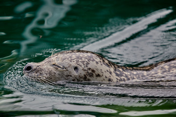 seal swimming