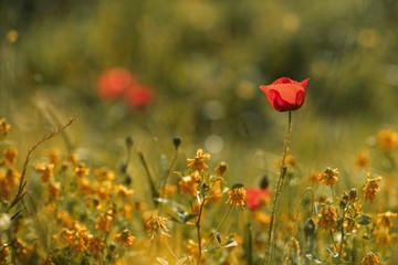 Fototapeta premium wild poppy flower close-up with selective focus. Instagram toned