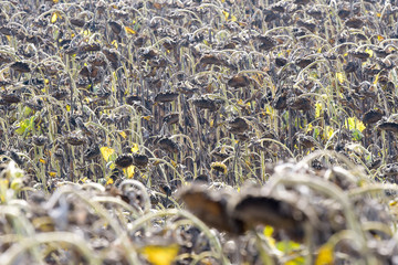 Obraz premium sunflower harvest