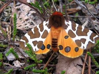 W świecie macro © Anna