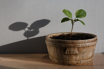 a small Apple tree in a pot against a gray wall