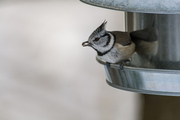 Crested tit in a close up,Sweden