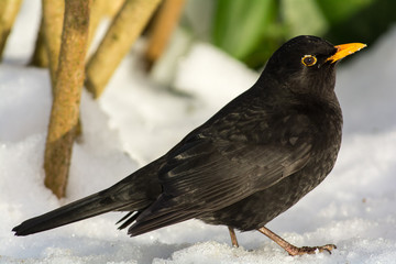 Common blackbird in a close up,Sverige