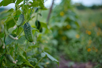 Top cucumber Cucumis sativus sprout with young leaves and antennaeCucumber in garden is tied up on trellis.