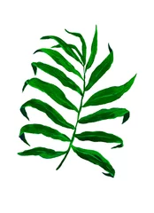 Poster de jardin Monstera Branche de palmier acrylique peinte à la main. Croquis d& 39 élément naturel pour le design floral. Feuilles tropicales. Conception d& 39 affiches ou de cartes postales.