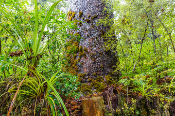 Fototapeta premium Kauri trees at the North Island of New Zealand