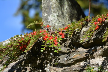 Red Berries