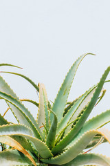 Fototapeta premium Close up of an Aloe Cactus plant, isolated in front of a white stone wall
