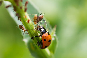ladybird lice it
