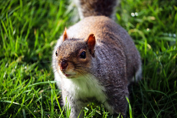 Grey UK Squirrel