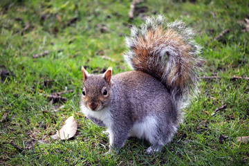 Grey UK Squirrel