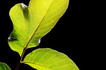 Isolated on black green leaves for background