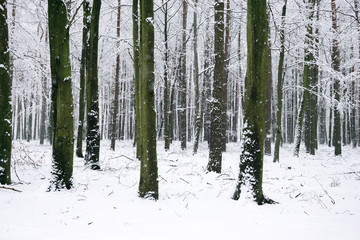 winter landscape in the countryside, snowy landscape