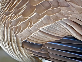Macro of the tail feathers of the canadian goose