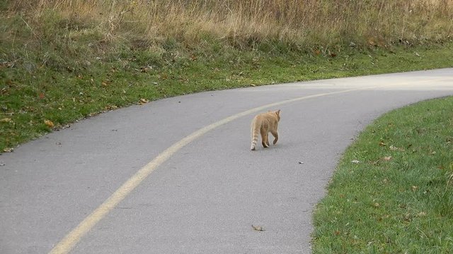 4K Stray Orange Tabby Cat Walking Away Into Distance On Concreate Pathway With Tall Grass