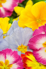 Various Primroses Springtime Flowers