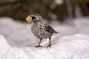 Spotted Nutcracker (Nucifraga caryocatactes) in winter forest.