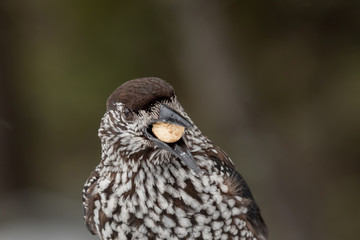 Spotted Nutcracker (Nucifraga caryocatactes) in winter forest.