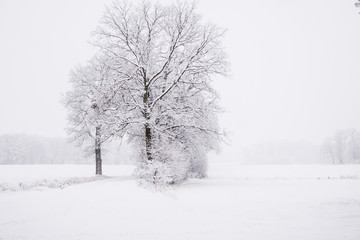 Fototapeta na wymiar winter landscape in the countryside, snowy landscape