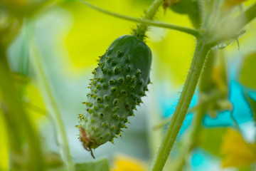 One green ripe cucumber on a bush among the leaves. Cucumber on the background of the garden.
