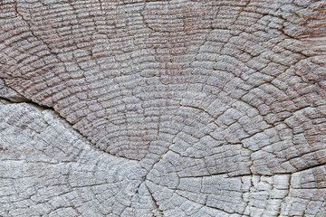 Fototapeta premium backgrounds, texture is very old wood in the process of prolonged natural decomposition and weathering. Very Old Wood Background, closeup. old and very aged wood texture close up 