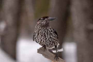 Spotted Nutcracker (Nucifraga caryocatactes) sitting on the perch