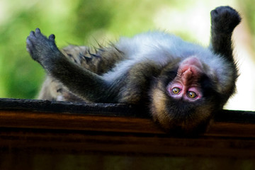 Monkey