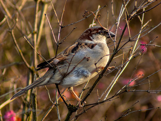 wróbel © Henryk Olszewski