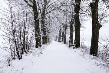 winter landscape in the countryside, snowy landscape