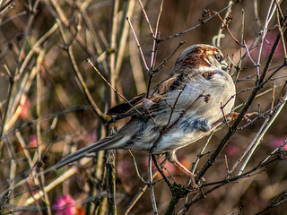 wróbel © Henryk Olszewski