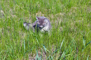 Gray street cat hunting closeup