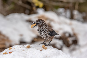 Spotted Nutcracker (Nucifraga caryocatactes) in winter forest.