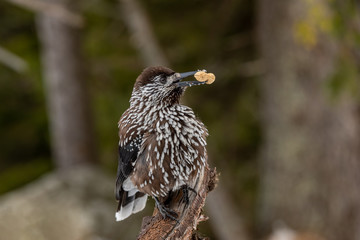 Spotted Nutcracker (Nucifraga caryocatactes) in winter forest.