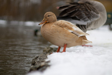 Brown Duck
