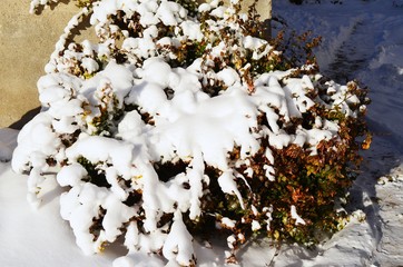 krzew pod śniegiem  © agnes78