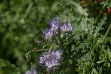 bees and flowers, environment, protection, diversity