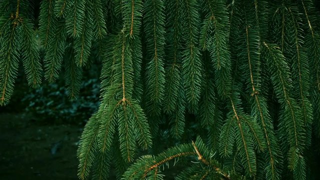 Needles of green pine tree outside in the forest