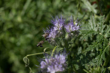 bees and flowers, environment, protection, diversity