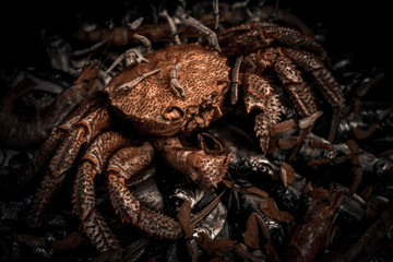 Big hairy boiled crab sits on a heap of dried salted fish on a gift bouquet on the black background. Dark toned image, close-up
