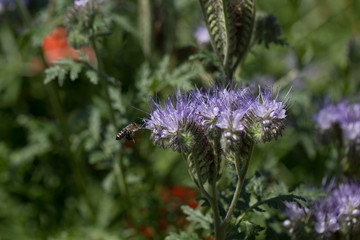 bees and flowers, environment, protection, diversity