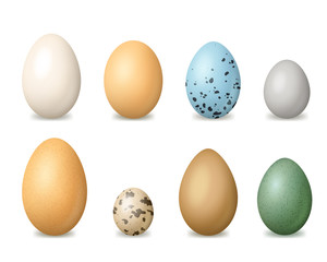 Realistic Detailed 3d Colorful Bird Eggs Set. Vector