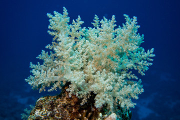 Naklejka na ściany i meble Beautiful white coral in the sea