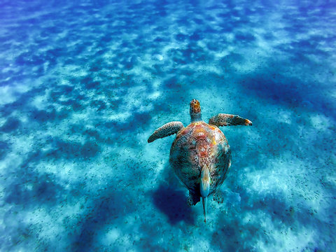 Big sea turtle Eretmochelys imbricata with sticky fish in the clear waters of the bay of Abu Dabab in Marsa Alam, Egypt