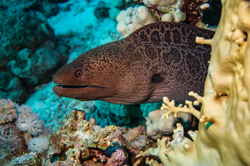 Moray in Red Sea, Egypt